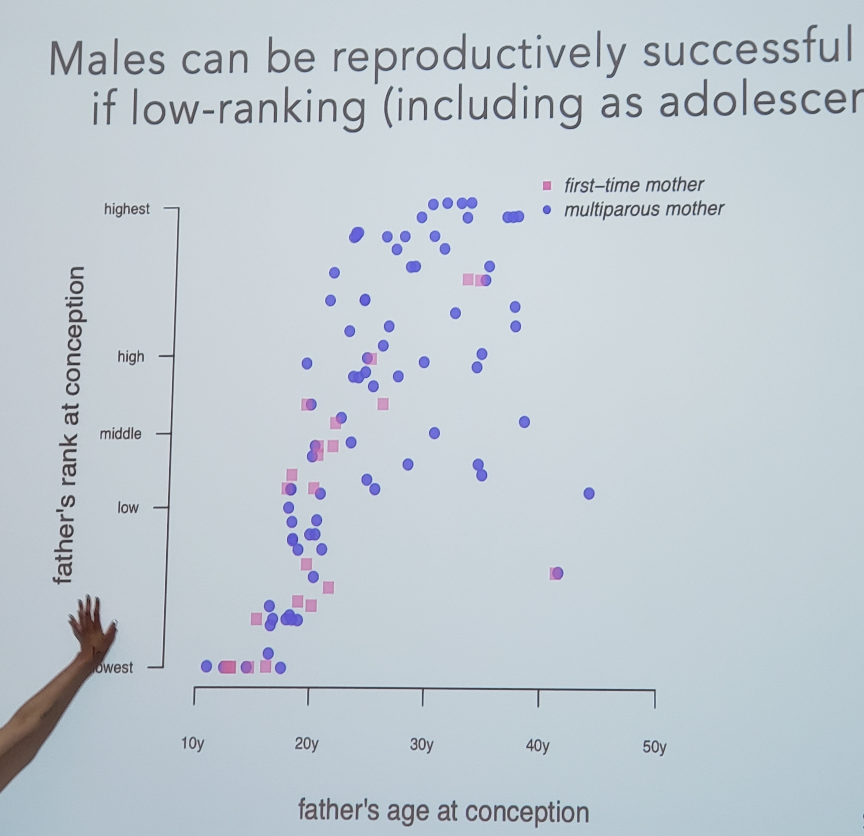 MaleChimp Status